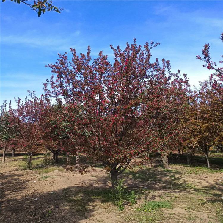 絢麗海棠產(chǎn)地23公分絢麗海棠價格16公分絢麗海棠價格