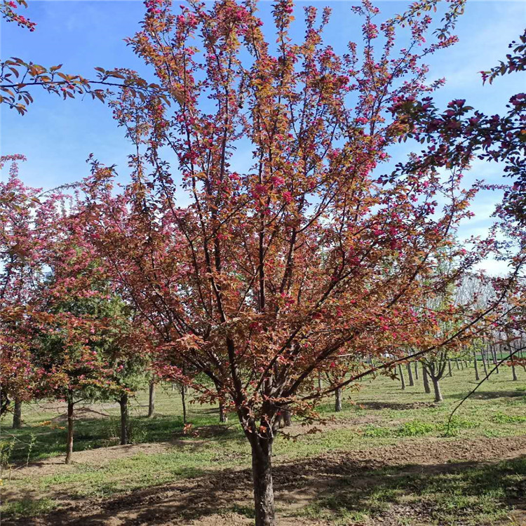 绚丽海棠地径价格25公分绚丽海棠价格10公分绚丽海棠价格