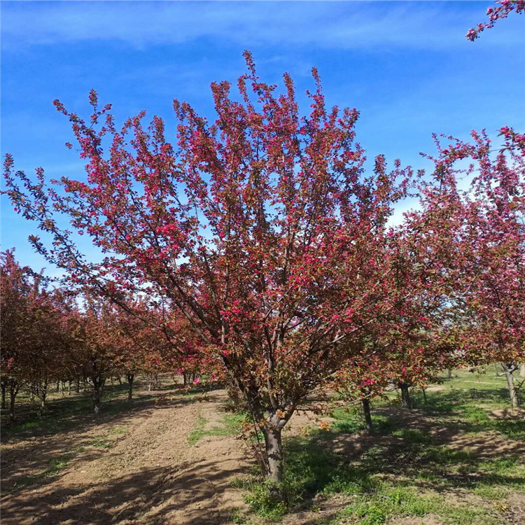 绚丽海棠地径价格25公分绚丽海棠价格10公分绚丽海棠价格