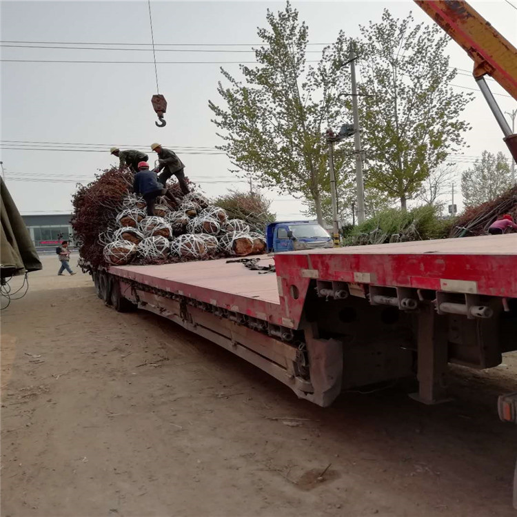 絢麗海棠產(chǎn)地23公分絢麗海棠價格16公分絢麗海棠價格