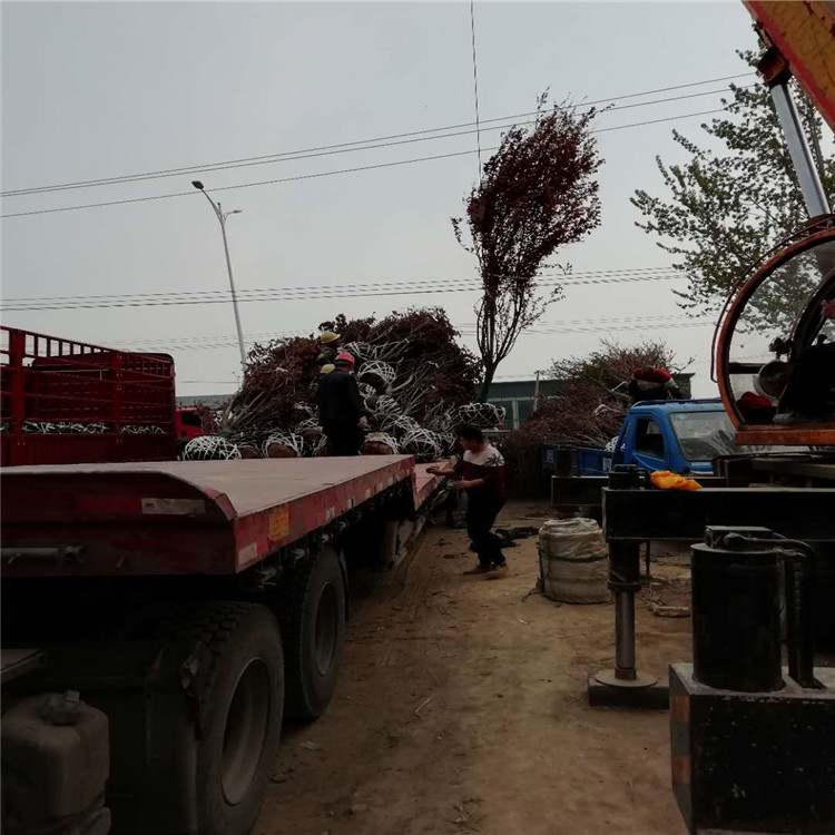 绚丽海棠地径价格25公分绚丽海棠价格10公分绚丽海棠价格