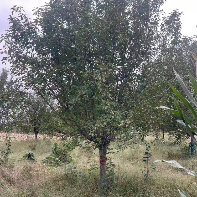 绚丽海棠上车价格21公分绚丽海棠价格4米高丛生绚丽海棠价格