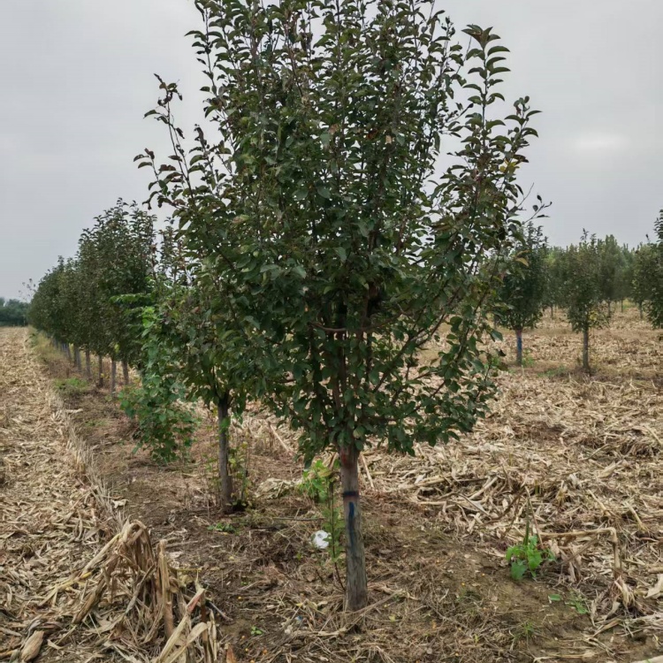 绚丽海棠地径价格25公分绚丽海棠价格10公分绚丽海棠价格