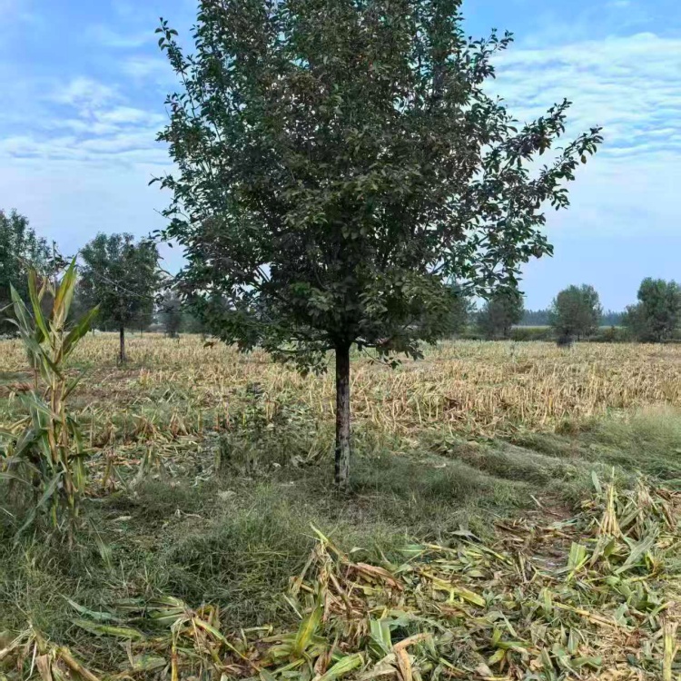 绚丽海棠上车价格21公分绚丽海棠价格4米高丛生绚丽海棠价格