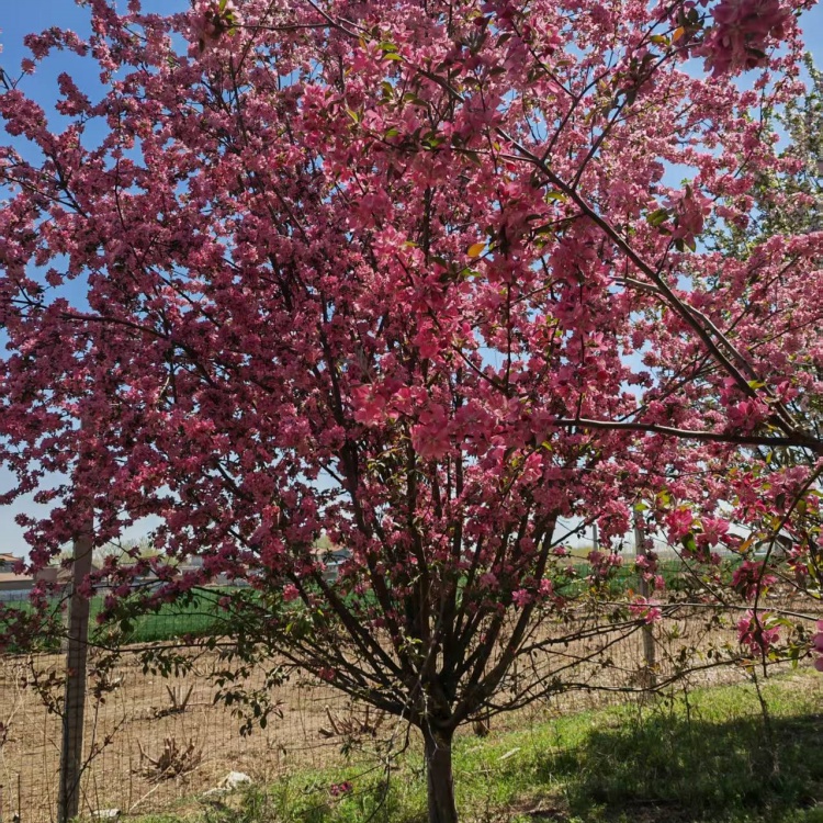 绚丽海棠上车价格21公分绚丽海棠价格4米高丛生绚丽海棠价格