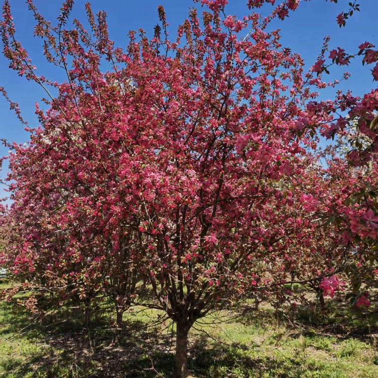 绚丽海棠地径价格25公分绚丽海棠价格10公分绚丽海棠价格