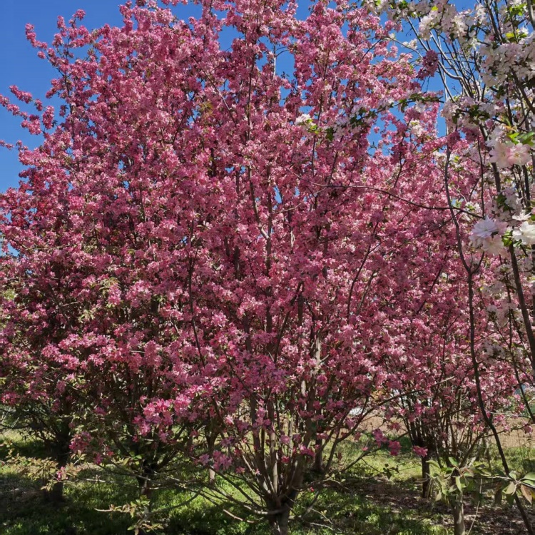 絢麗海棠產(chǎn)地23公分絢麗海棠價格16公分絢麗海棠價格