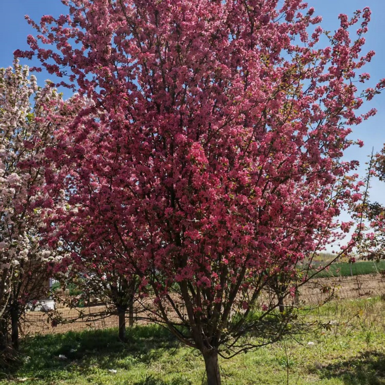 绚丽海棠地径价格25公分绚丽海棠价格10公分绚丽海棠价格