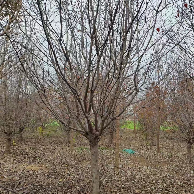 绚丽海棠地径价格25公分绚丽海棠价格10公分绚丽海棠价格