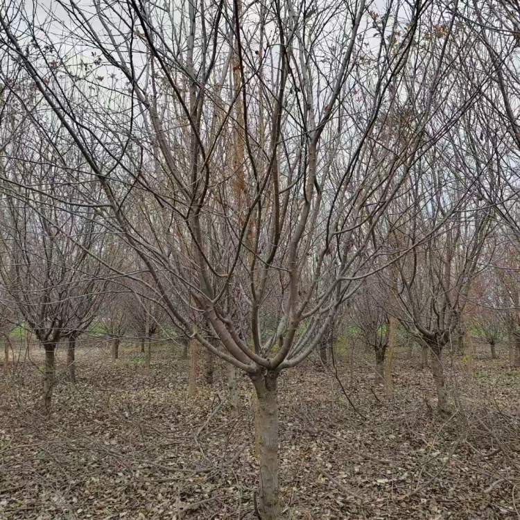 基地自產(chǎn)自銷29公分絢麗海棠價格10公分絢麗海棠價格