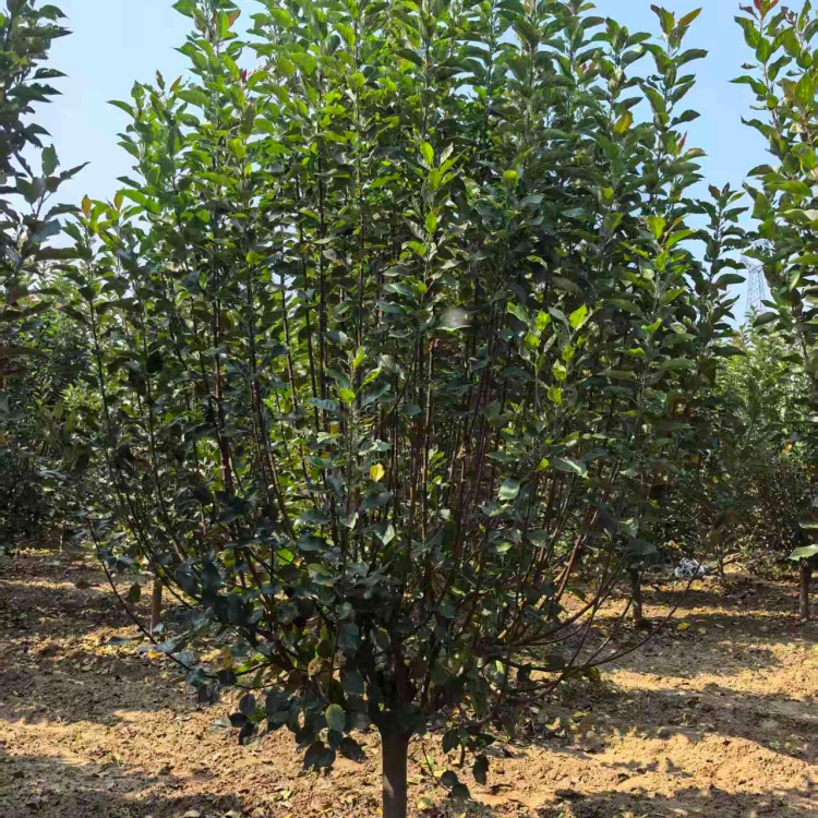 基地自產(chǎn)自銷29公分絢麗海棠價格10公分絢麗海棠價格