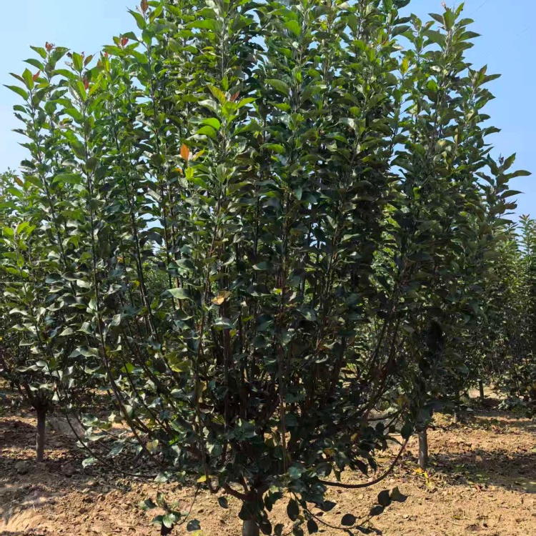 絢麗海棠種植技術(shù)5公分絢麗海棠價(jià)格6米高叢生絢麗海棠價(jià)格