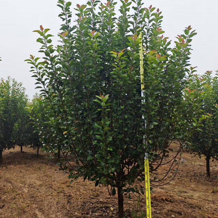 絢麗海棠產(chǎn)地23公分絢麗海棠價格16公分絢麗海棠價格