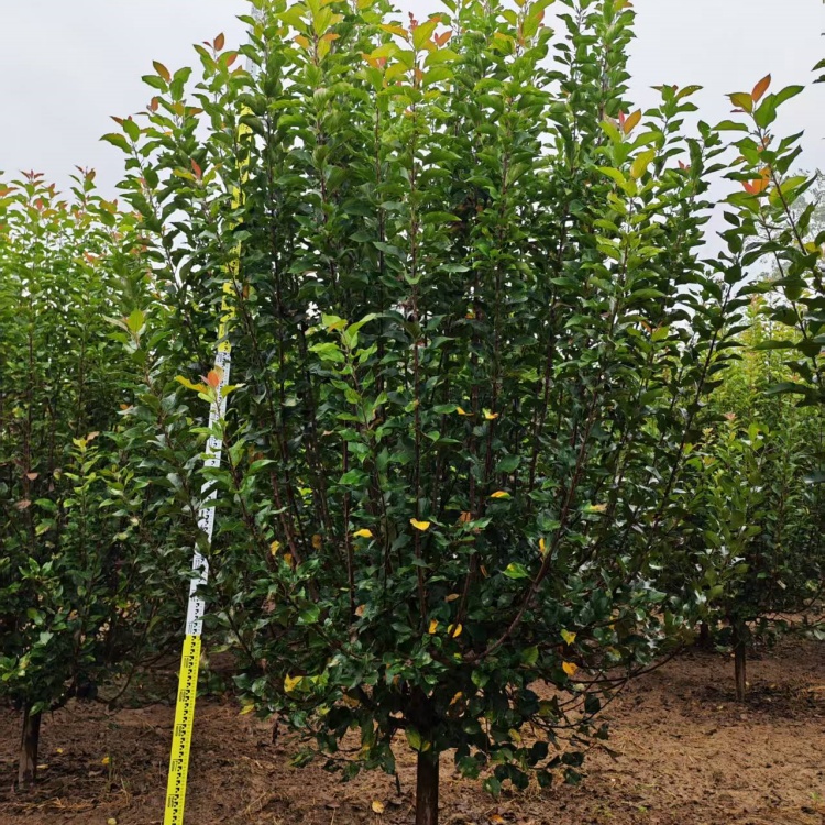 绚丽海棠地径价格25公分绚丽海棠价格10公分绚丽海棠价格