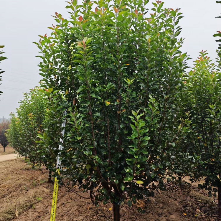 絢麗海棠產(chǎn)地23公分絢麗海棠價格16公分絢麗海棠價格