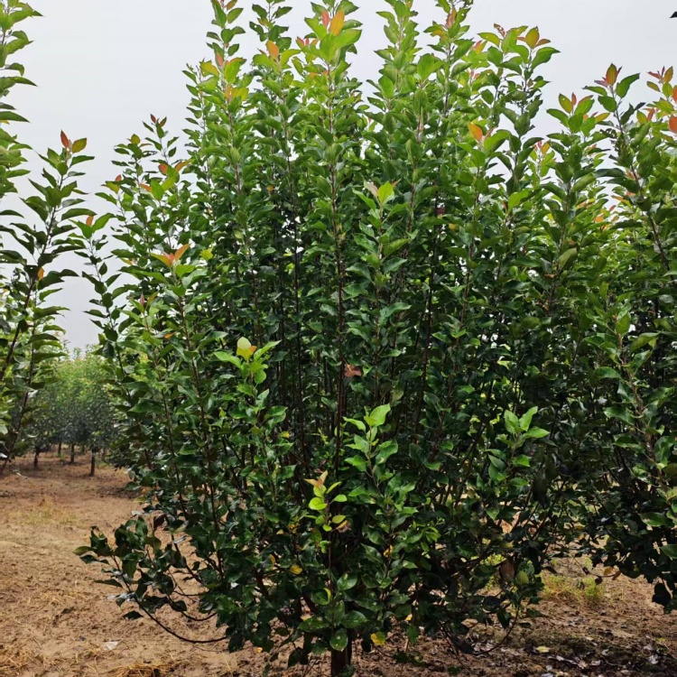 绚丽海棠上车价格21公分绚丽海棠价格4米高丛生绚丽海棠价格