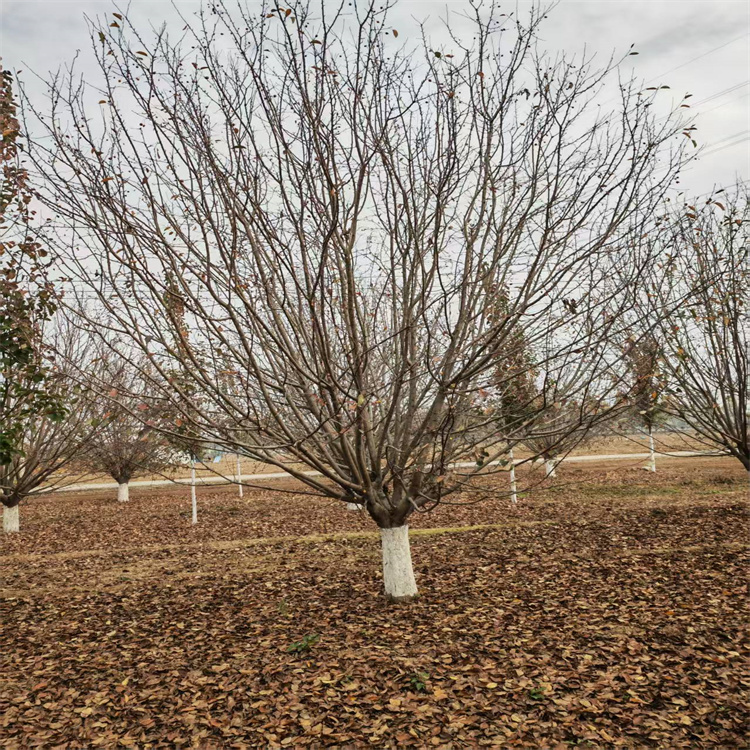 绚丽海棠上车价格21公分绚丽海棠价格4米高丛生绚丽海棠价格