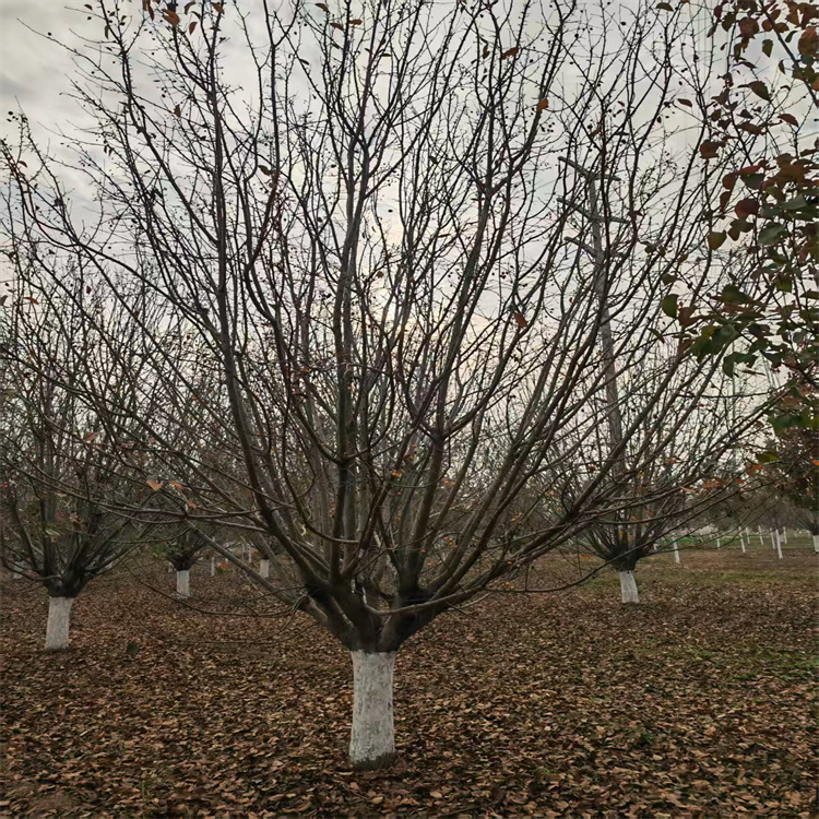 绚丽海棠地径价格25公分绚丽海棠价格10公分绚丽海棠价格