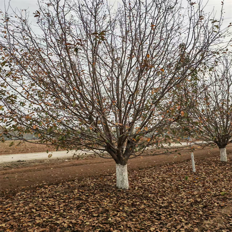 绚丽海棠上车价格21公分绚丽海棠价格4米高丛生绚丽海棠价格