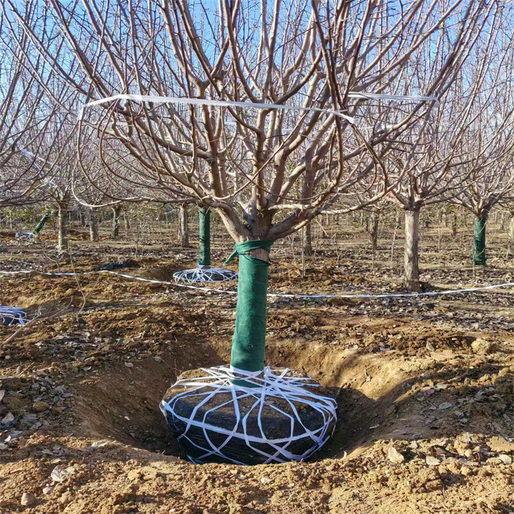 絢麗海棠產(chǎn)地23公分絢麗海棠價格16公分絢麗海棠價格