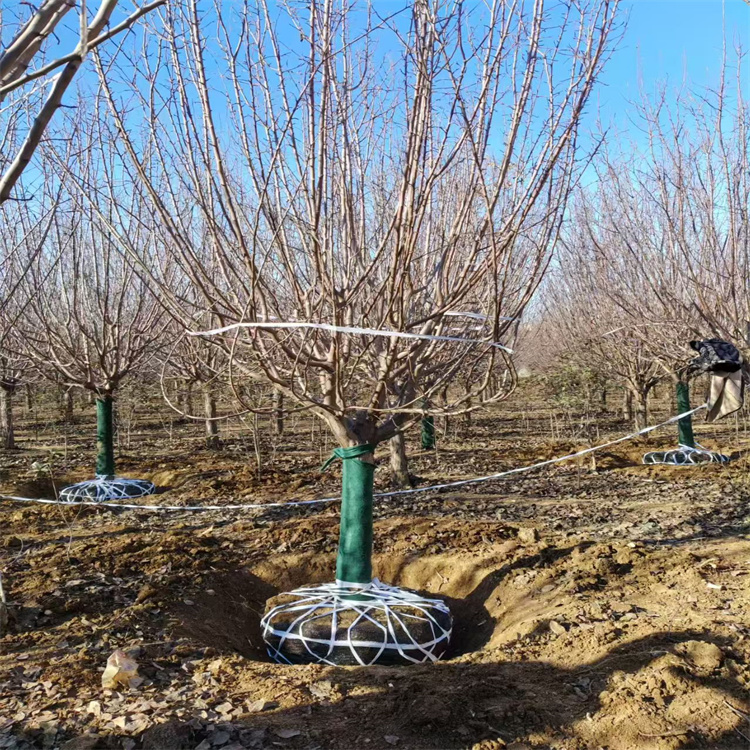 绚丽海棠地径价格25公分绚丽海棠价格10公分绚丽海棠价格