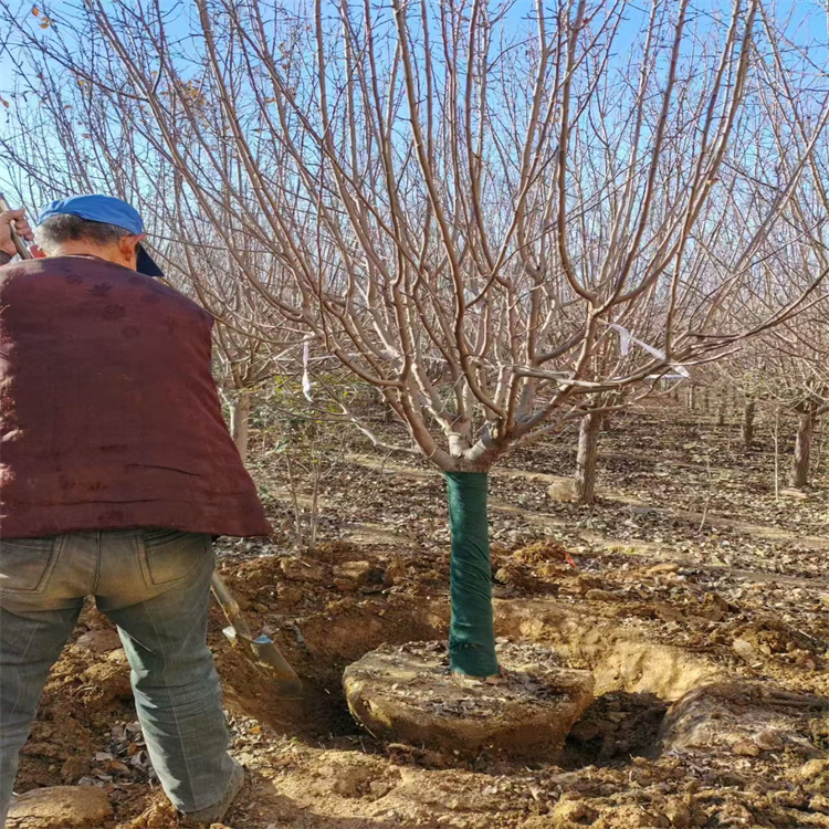 絢麗海棠產(chǎn)地23公分絢麗海棠價格16公分絢麗海棠價格