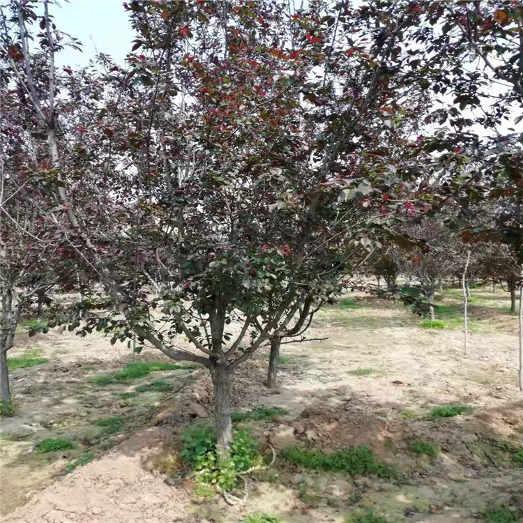 絢麗海棠種植技術(shù)5公分絢麗海棠價(jià)格6米高叢生絢麗海棠價(jià)格