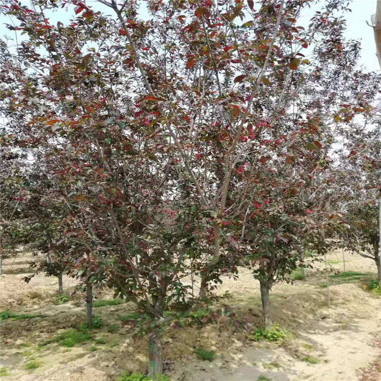 絢麗海棠產(chǎn)地23公分絢麗海棠價格16公分絢麗海棠價格