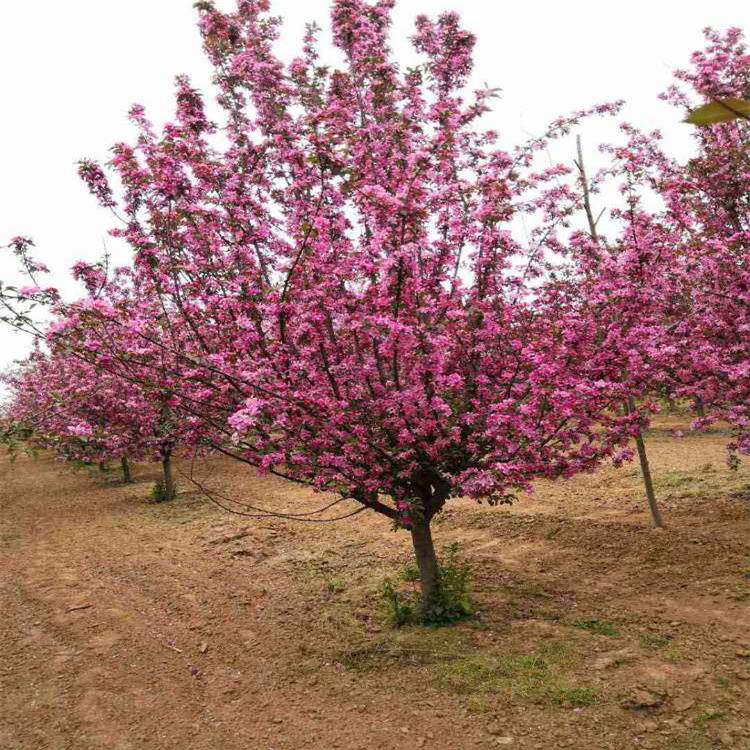 基地自產(chǎn)自銷29公分絢麗海棠價格10公分絢麗海棠價格