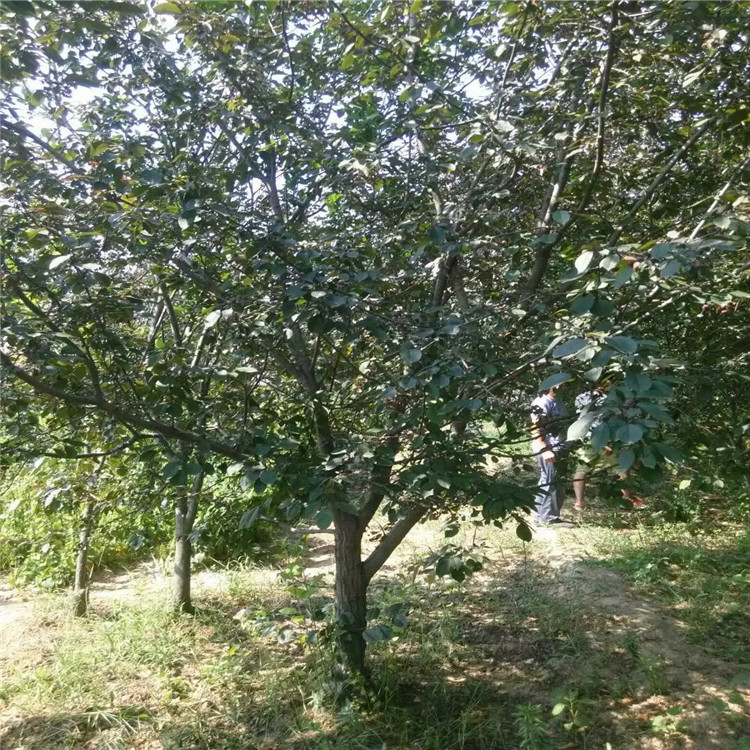 绚丽海棠上车价格21公分绚丽海棠价格4米高丛生绚丽海棠价格