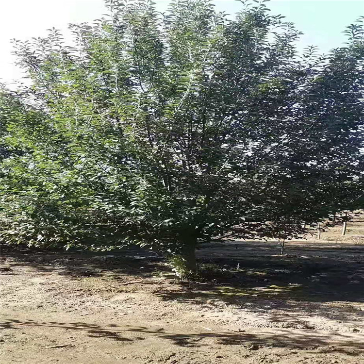 绚丽海棠上车价格21公分绚丽海棠价格4米高丛生绚丽海棠价格