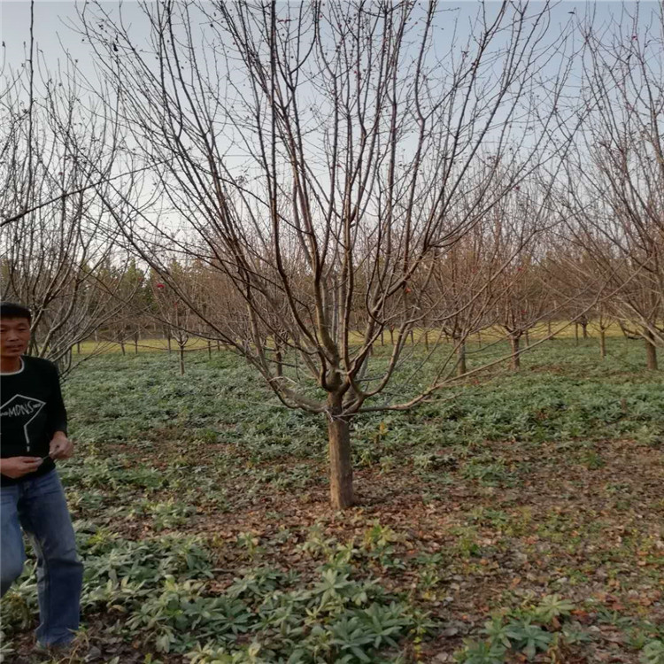 基地自產(chǎn)自銷29公分絢麗海棠價格10公分絢麗海棠價格