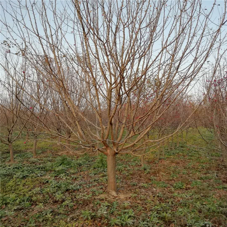 絢麗海棠種植技術(shù)5公分絢麗海棠價(jià)格6米高叢生絢麗海棠價(jià)格