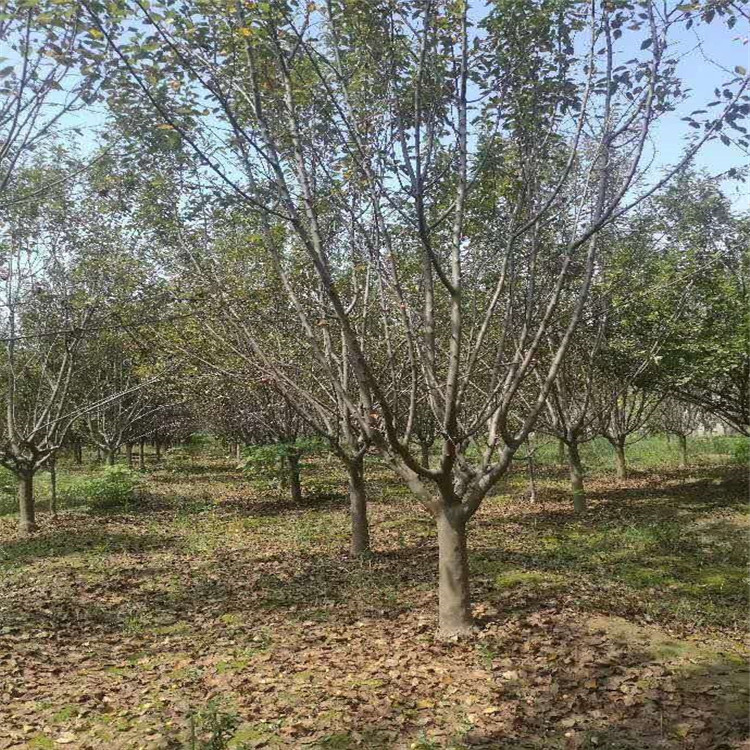 絢麗海棠產(chǎn)地23公分絢麗海棠價格16公分絢麗海棠價格