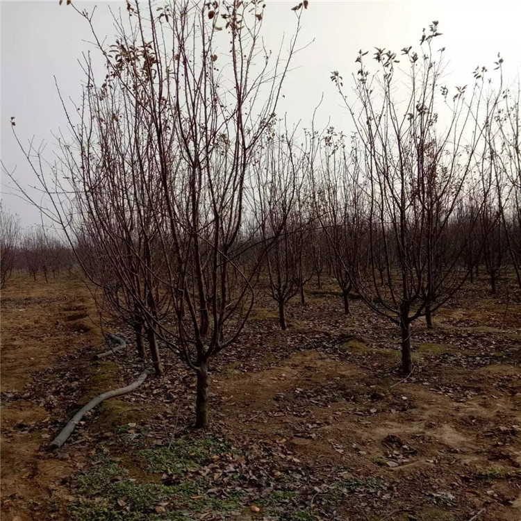 絢麗海棠種植技術(shù)5公分絢麗海棠價(jià)格6米高叢生絢麗海棠價(jià)格