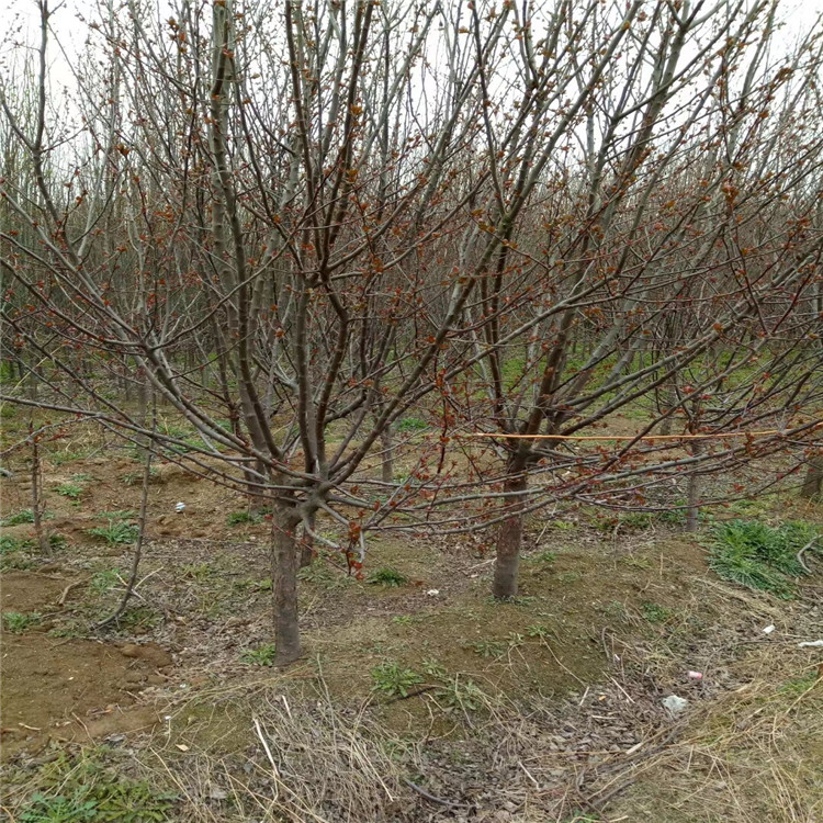 絢麗海棠種植技術(shù)5公分絢麗海棠價(jià)格6米高叢生絢麗海棠價(jià)格