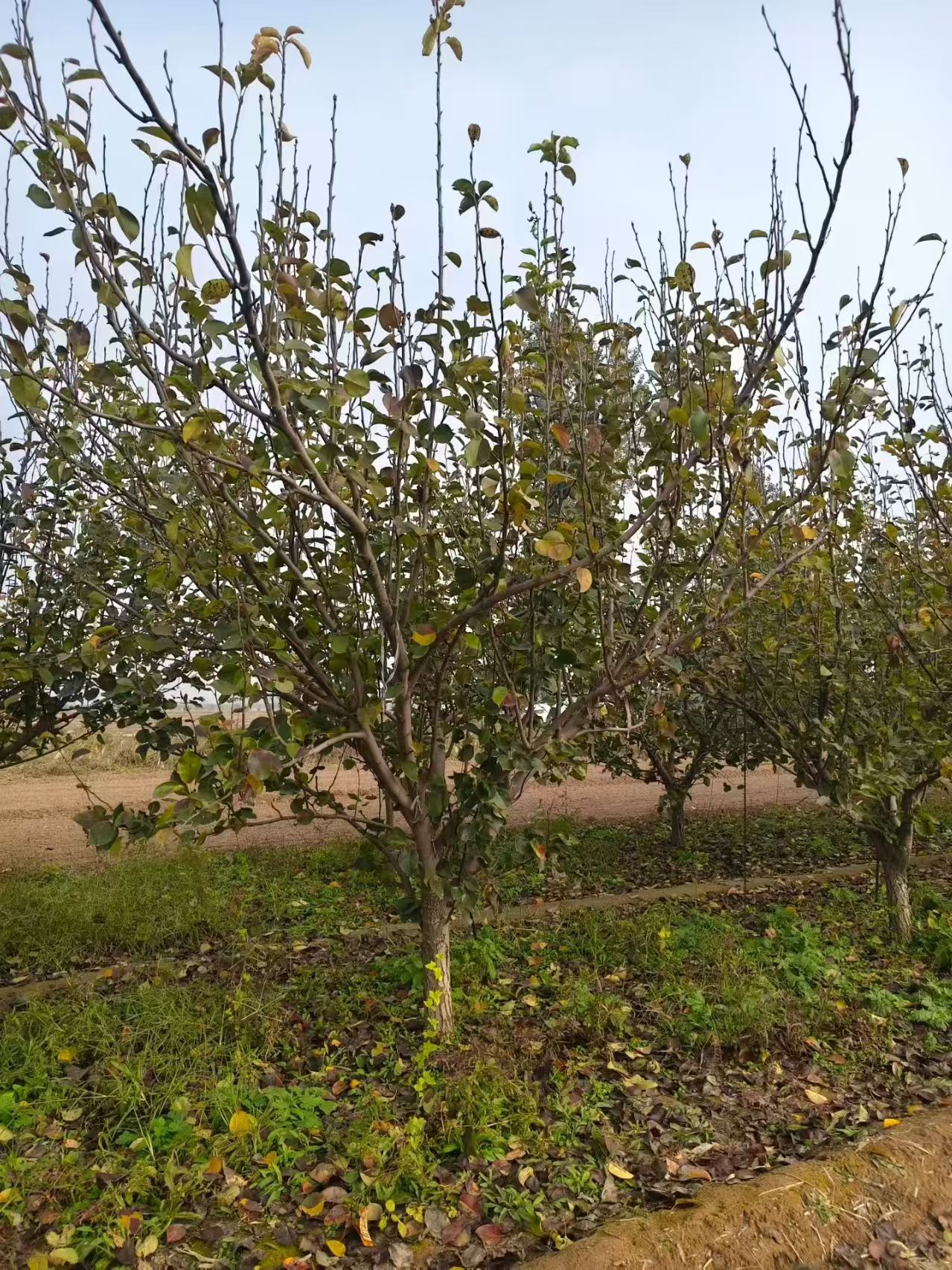 山東聊城高唐縣梨樹種植基地批發(fā)