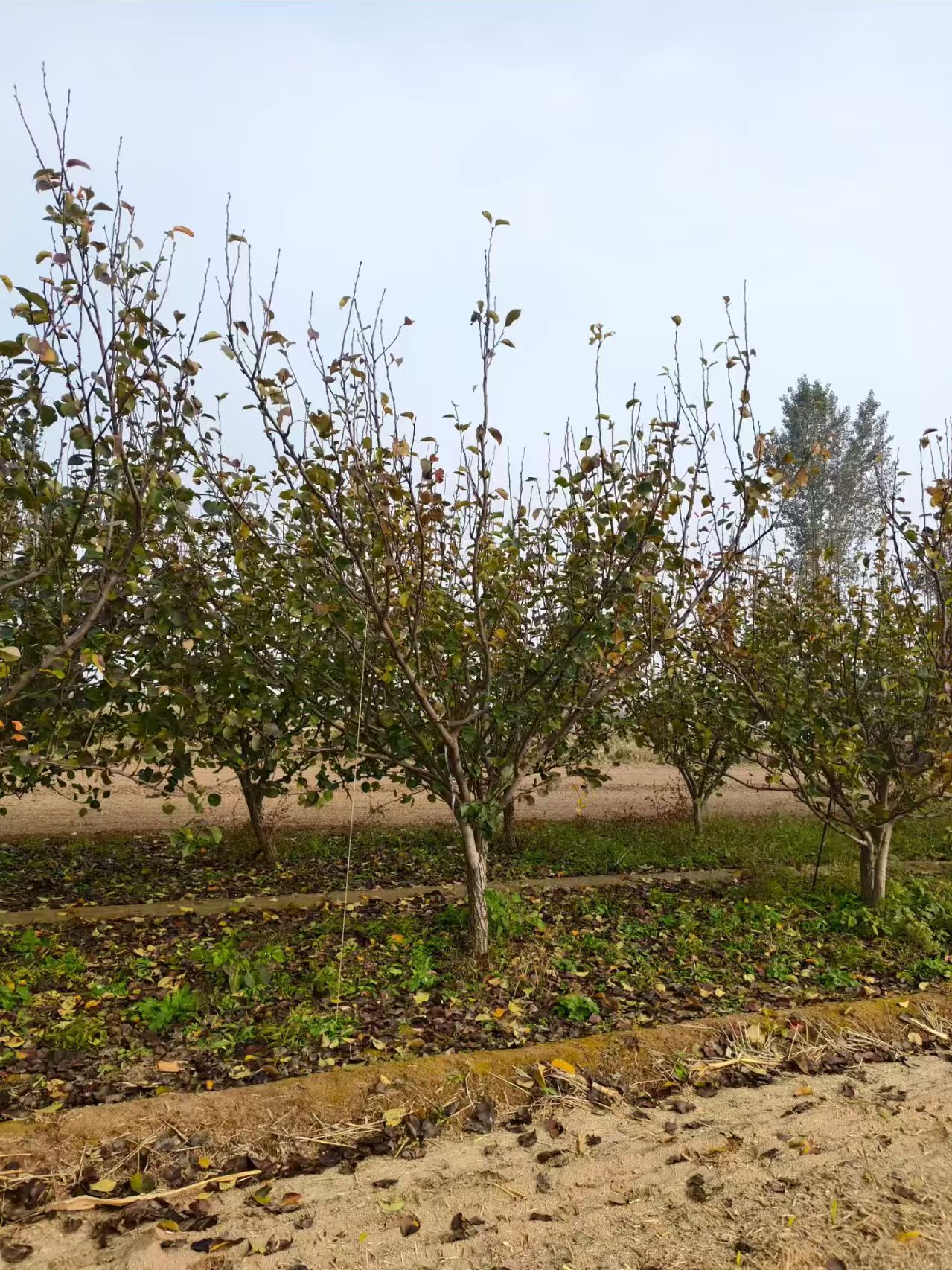 山東聊城??陽(yáng)谷縣梨樹苗圃基地供應(yīng)