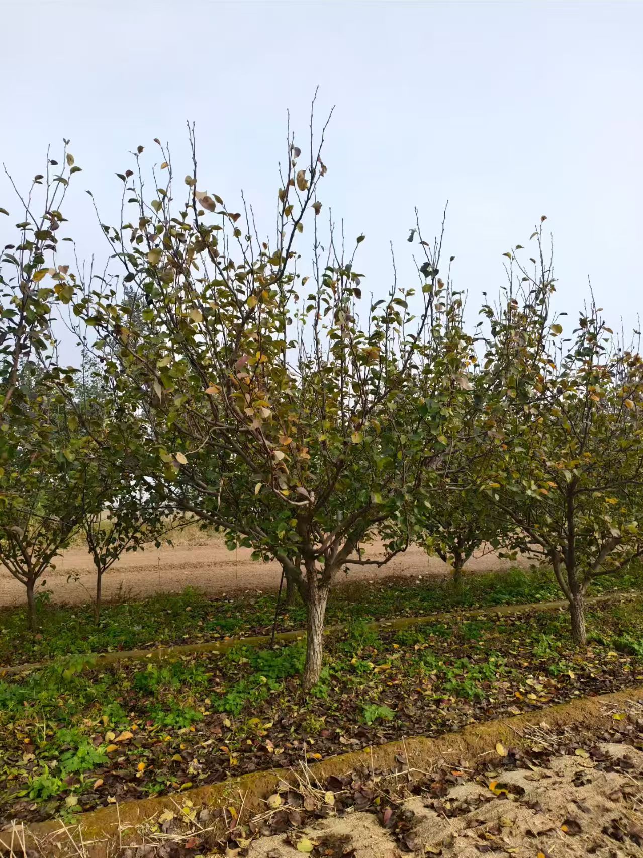 山東聊城高唐縣梨樹種植基地批發(fā)