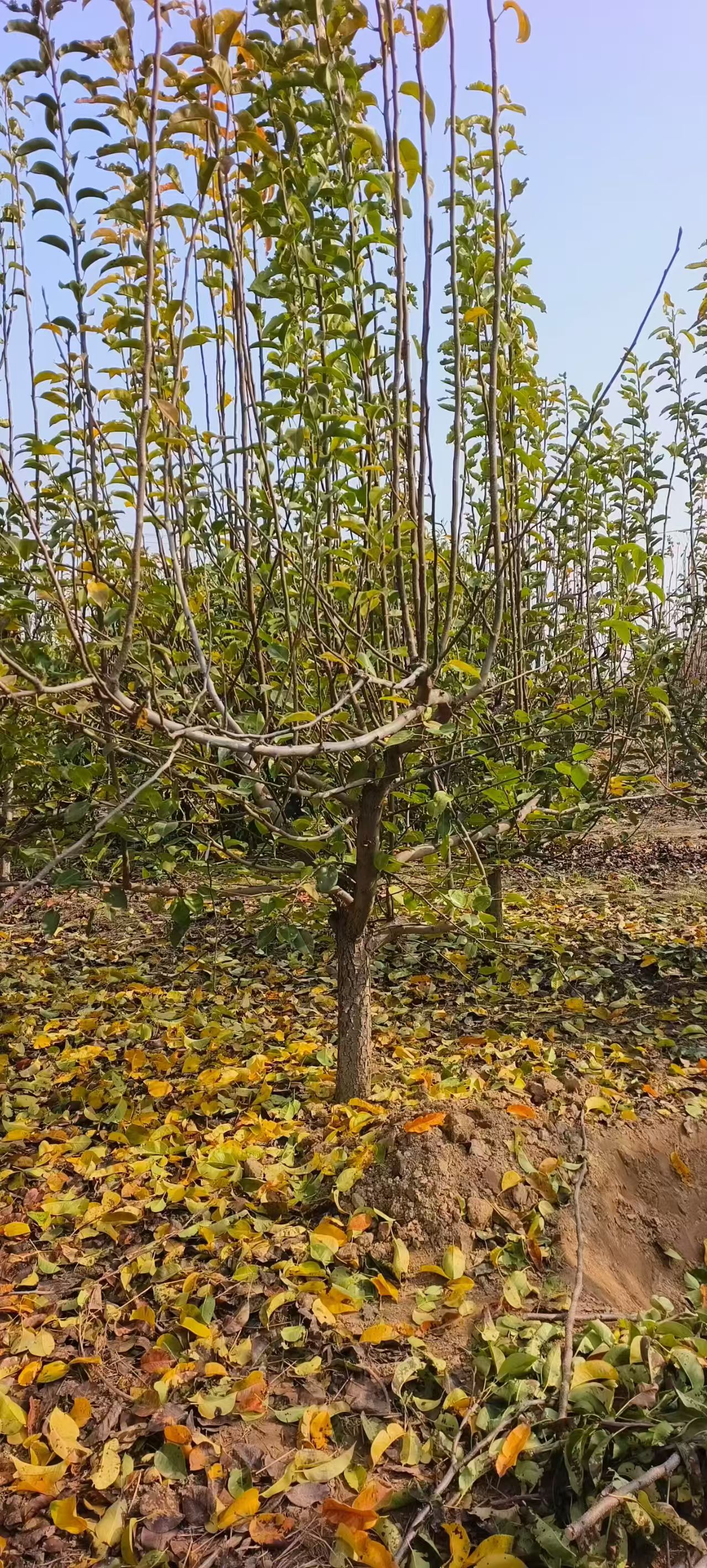 山東聊城??陽(yáng)谷縣梨樹苗圃基地供應(yīng)