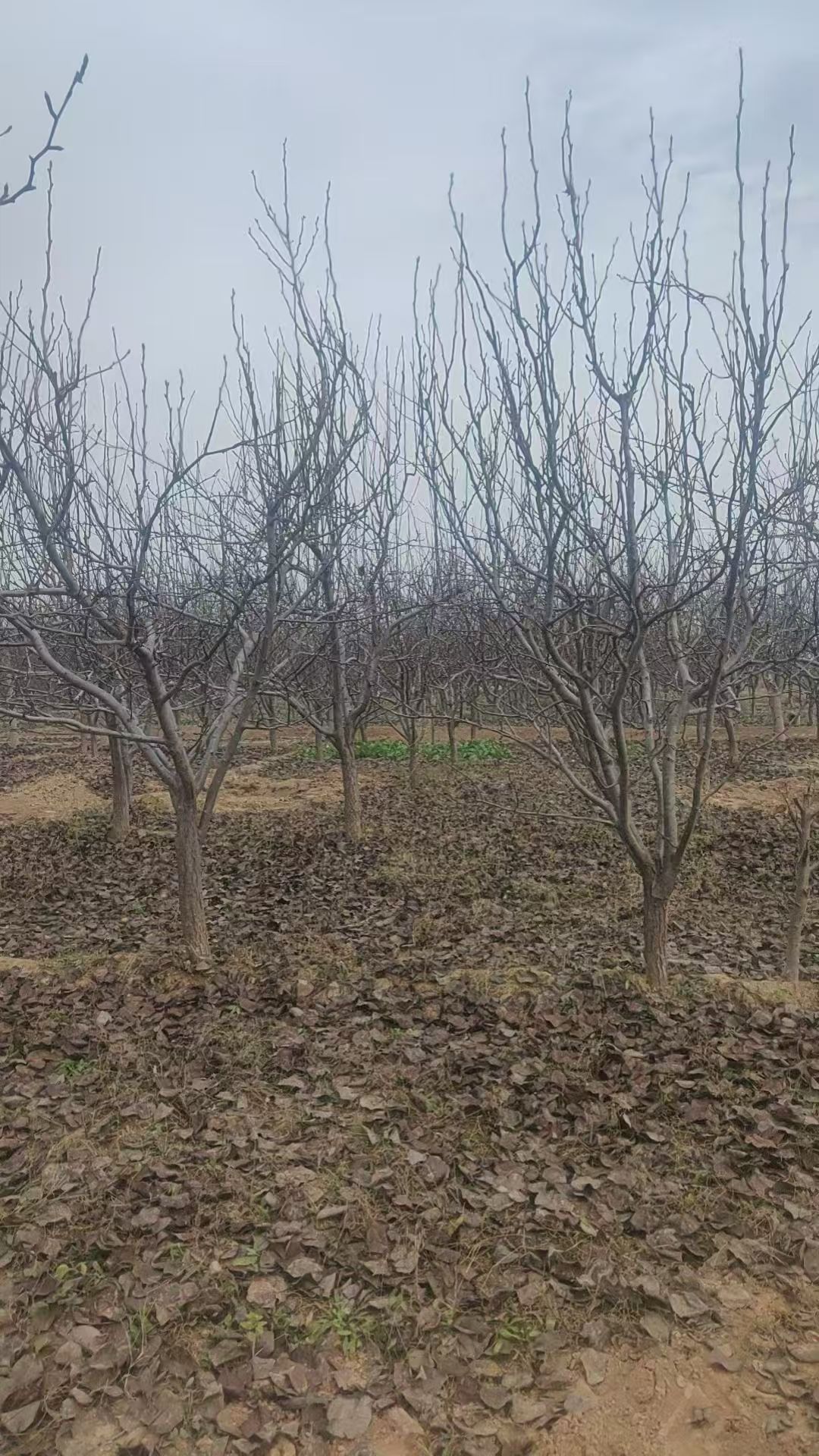 聊城莘縣梨樹培育基地出售