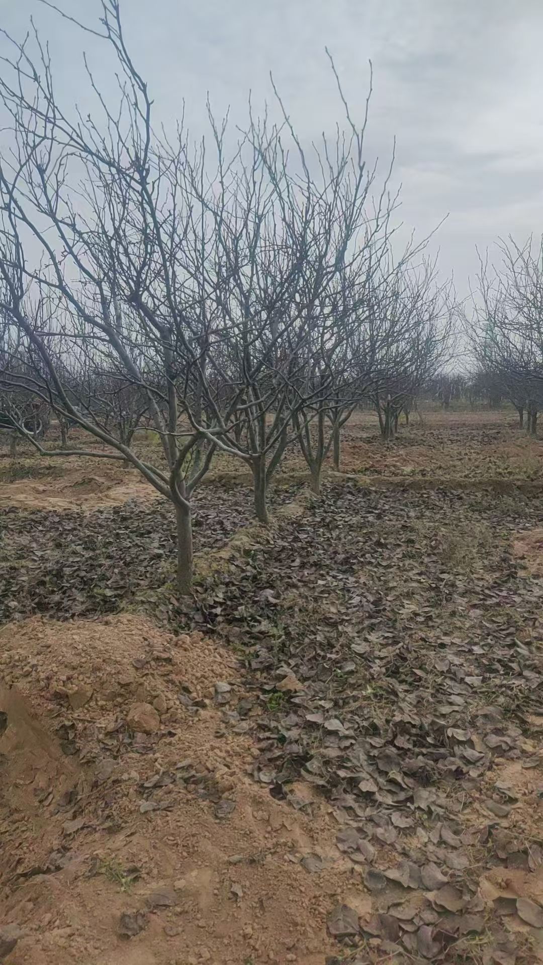 聊城??陽谷縣梨樹種植基地批發(fā)