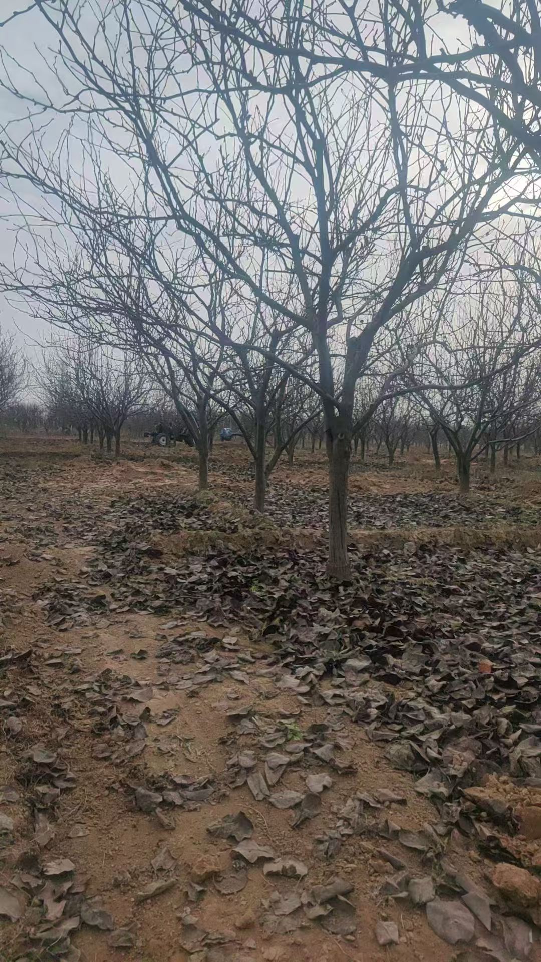 聊城??臨清市梨樹培育基地出售