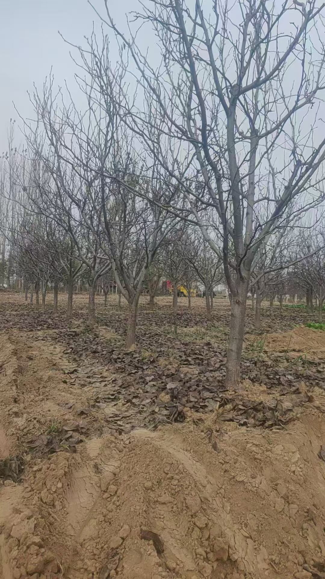 聊城莘縣梨樹培育基地出售