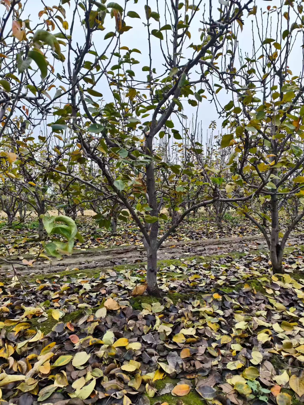 聊城莘縣梨樹培育基地出售
