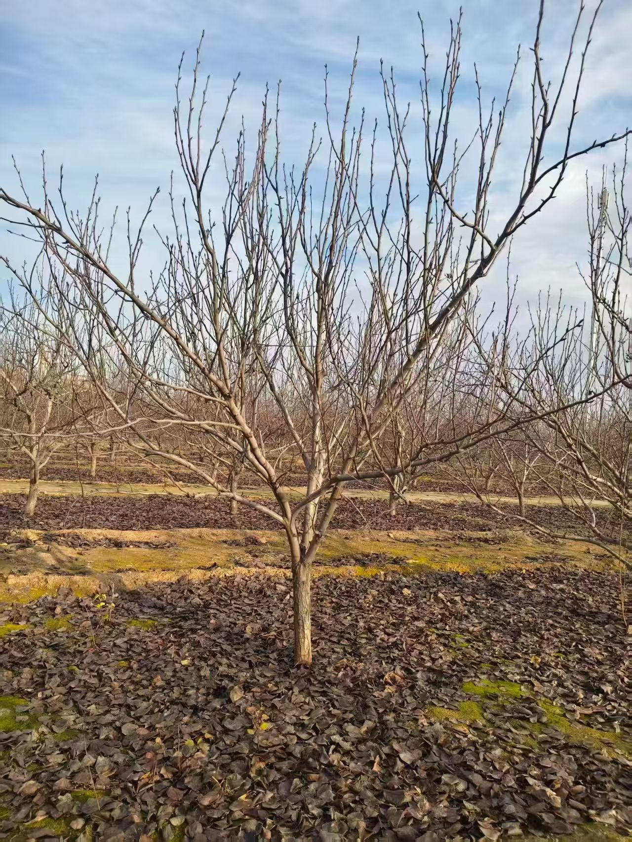 聊城莘縣梨樹苗圃基地梨樹基地