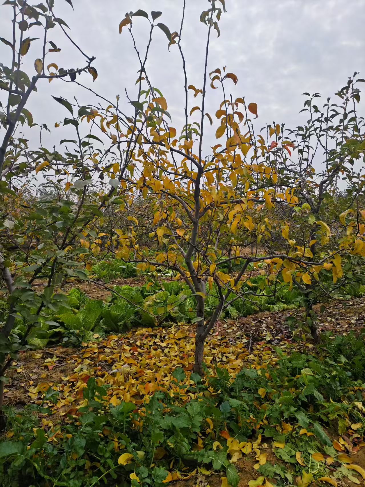 聊城??臨清市梨樹培育基地供應