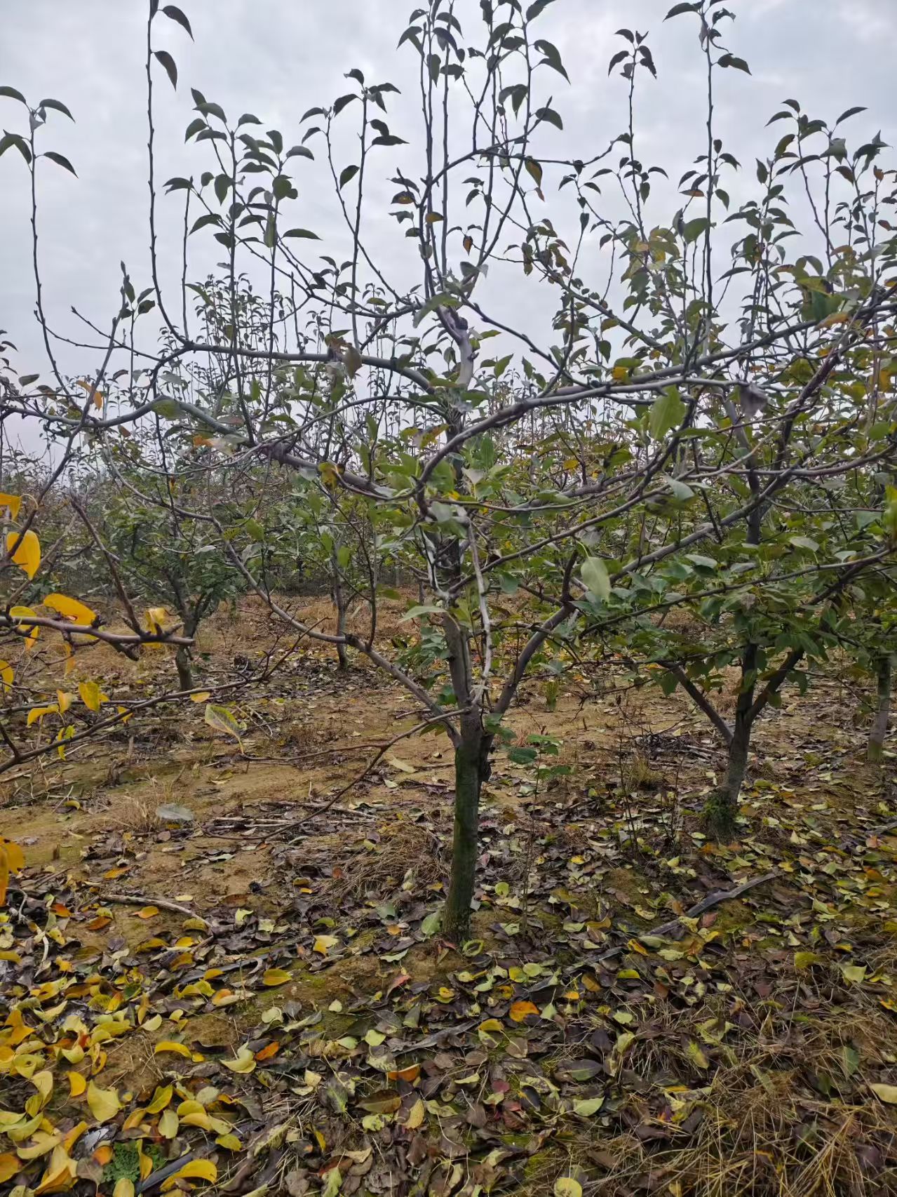 聊城莘縣梨樹苗圃基地梨樹基地