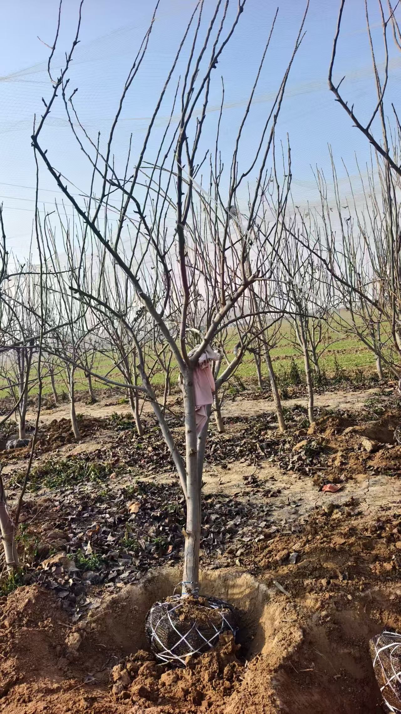 聊城??臨清市梨樹培育基地出售