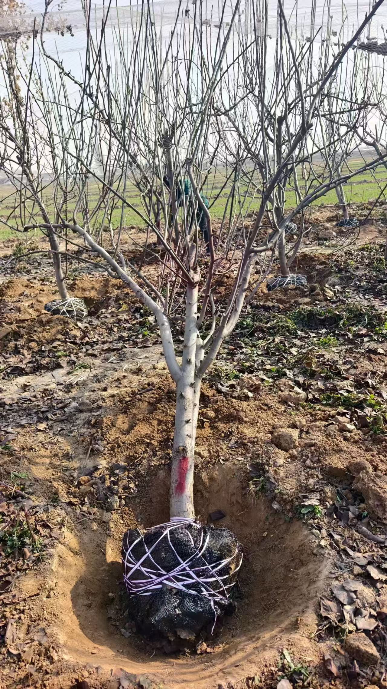 聊城??陽谷縣梨樹種植基地批發(fā)